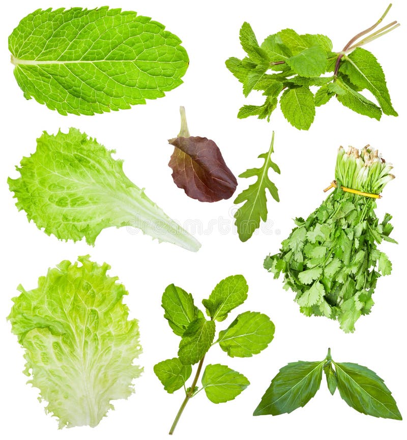 Ensemble de feuilles fraîches de laitue et de salade d'isolement photos stock Ensemble de feuilles fraîches de laitue et de salade d'isolement photos stock