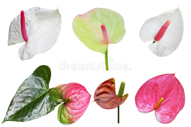 Ensemble de fleur de queue photographie stock Ensemble de fleur de queue photographie stock