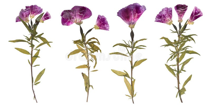 Ensemble de fleurs sèches et pressées Herbier des fleurs pourpres images libres de droits Ensemble de fleurs sèches et pressées Herbier des fleurs pourpres images libres de droits