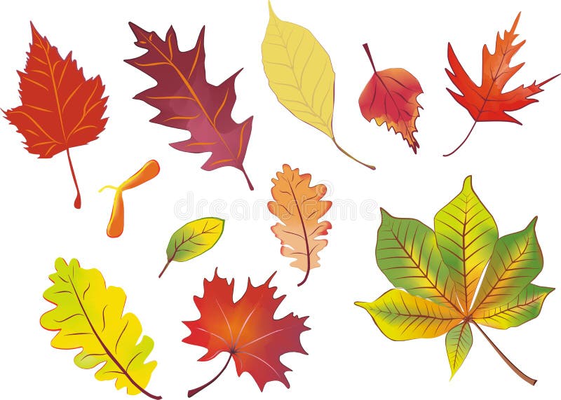 Ensemble de lames d'automne d'isolement illustration libre de droits