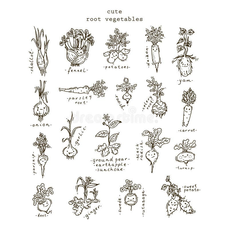 Ensemble de légumes à racine illustration libre de droits Ensemble de légumes à racine illustration libre de droits