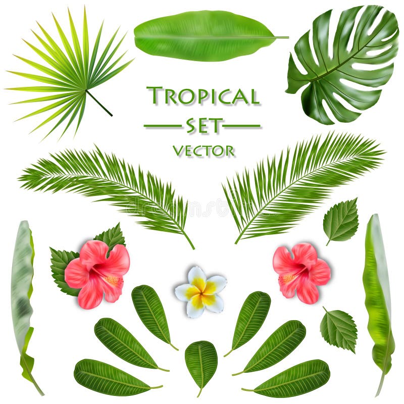 Ensemble de plante tropicale Vecteur illustration de vecteur Ensemble de plante tropicale Vecteur illustration de vecteur