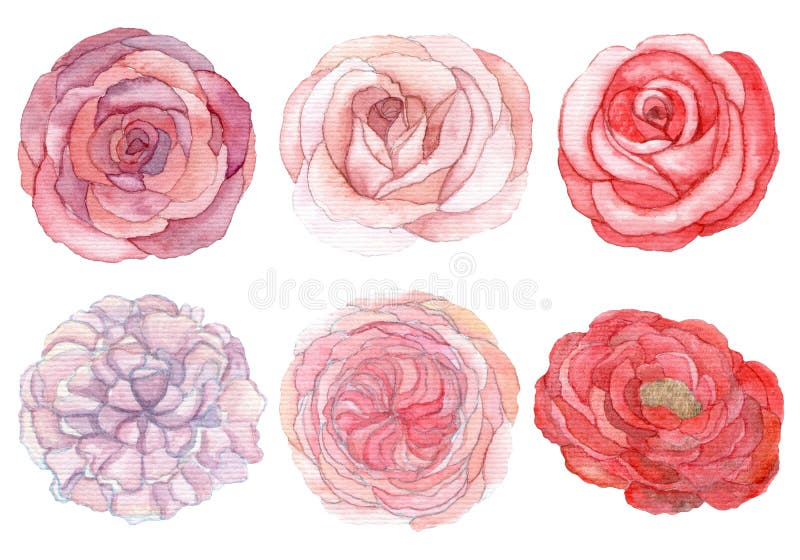 Ensemble de roses et de pivoines illustration libre de droits Ensemble de roses et de pivoines illustration libre de droits