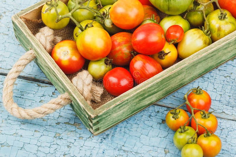 Ensemble de tomates mûres dans le plateau en bois images libres de droits Ensemble de tomates mûres dans le plateau en bois images libres de droits