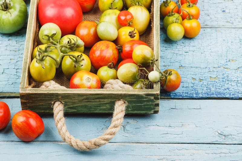 Ensemble de tomates mûres dans le plateau en bois, fond en bois bleu photo stock Ensemble de tomates mûres dans le plateau en bois, fond en bois bleu photo stock