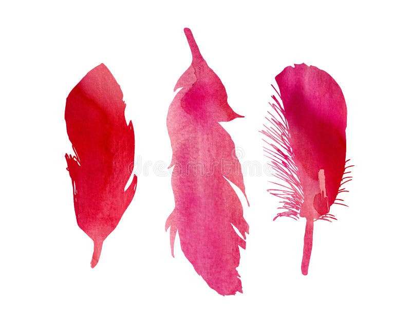 A set of three red pink fuchsia watercolor bird feathers. A set of three red pink fuchsia watercolor bird feathers