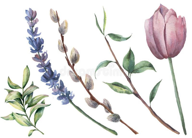 Ensemble floral de ressort d'aquarelle Tulipe peinte à la main, branche d'arbre avec des feuilles, fleur de lavande, saule et ver illustration stock Ensemble floral de ressort d'aquarelle Tulipe peinte à la main, branche d'arbre avec des feuilles, fleur de lavande, saule et ver illustration stock