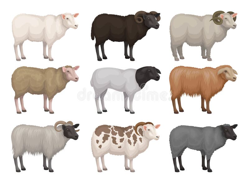 Set of 9 sheeps and rams of different breeds. Domestic animal with woolly coat. Farm creature. Livestock farming. Fauna theme. Colorful vector illustrations in flat style isolated on white background. Set of 9 sheeps and rams of different breeds. Domestic animal with woolly coat. Farm creature. Livestock farming. Fauna theme. Colorful vector illustrations in flat style isolated on white background.