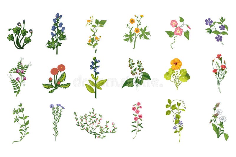 Wild Flowers Hand Drawn Set Of Detailed Illustrations. Herbs And Plants Realistic Artistic Drawings Isolated On White Background. Wild Flowers Hand Drawn Set Of Detailed Illustrations. Herbs And Plants Realistic Artistic Drawings Isolated On White Background.