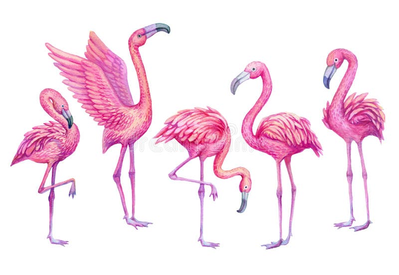 Ensemble tropical d'aquarelle de flamant Illustration exotique d'oiseaux de paradis illustration stock Ensemble tropical d'aquarelle de flamant Illustration exotique d'oiseaux de paradis illustration stock