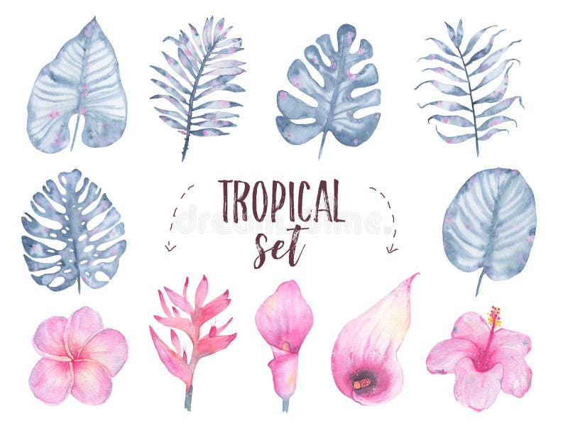 Ensemble tropical peint à la main de zantedeschia de ketmie de frangipani de fleur de feuille d'indigo d'aquarelle d'isolement su illustration stock Ensemble tropical peint à la main de zantedeschia de ketmie de frangipani de fleur de feuille d'indigo d'aquarelle d'isolement su illustration stock