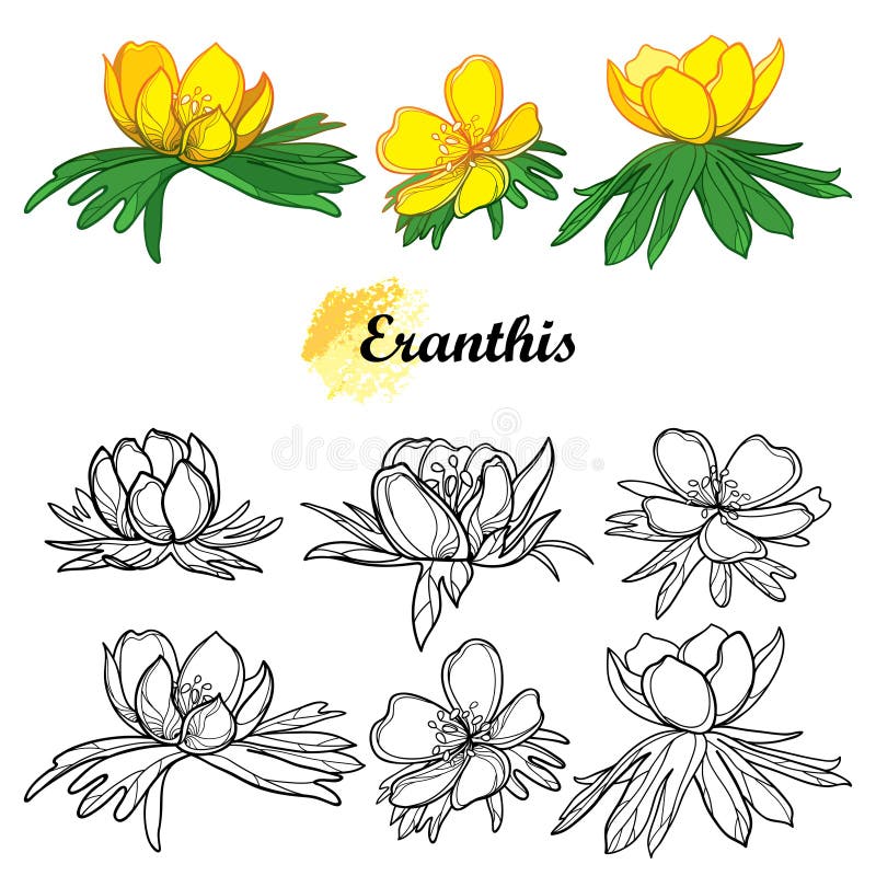 Vector set of outline Eranthis or winter aconite flower in black and yellow isolated on white background. Floral bunch with early flower Eranthis in contour style for spring coloring book. Vector set of outline Eranthis or winter aconite flower in black and yellow isolated on white background. Floral bunch with early flower Eranthis in contour style for spring coloring book.