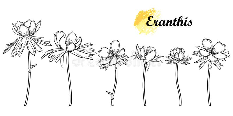 Vector set of outline Eranthis or winter aconite flower and leaves in black isolated on white background. Floral bunch with early flower Eranthis in contour style for spring coloring book. Vector set of outline Eranthis or winter aconite flower and leaves in black isolated on white background. Floral bunch with early flower Eranthis in contour style for spring coloring book.