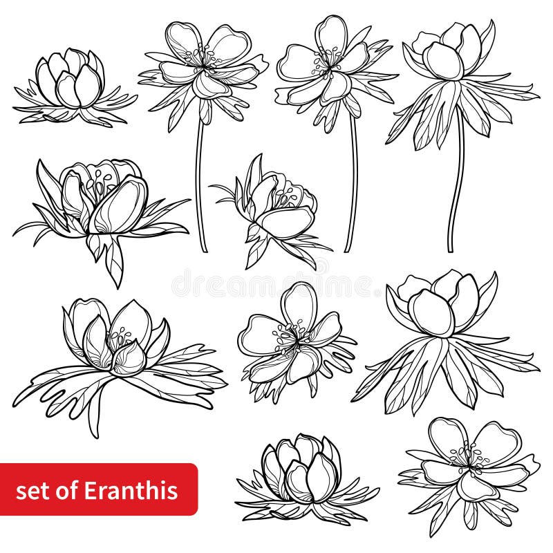 Vector set of outline Eranthis or winter aconite flower, bud and leaves in black isolated on white background. Bunch with early flower Eranthis in contour style for spring coloring book. Vector set of outline Eranthis or winter aconite flower, bud and leaves in black isolated on white background. Bunch with early flower Eranthis in contour style for spring coloring book.