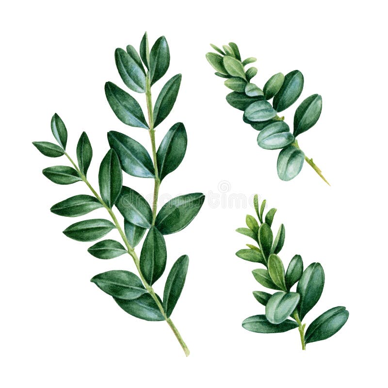 Ensemble vert peint à la main d'aquarelle avec des feuilles de buxus Illustration florale des branches naturelles de buis d'isole illustration stock Ensemble vert peint à la main d'aquarelle avec des feuilles de buxus Illustration florale des branches naturelles de buis d'isole illustration stock