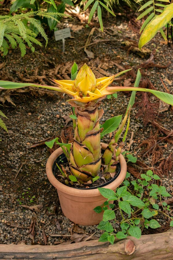 Golden Lotus Banana, Ensete Lasiocarpum/ Chinese Dwarf Banana Stock Image -  Image of member, lotus: 155307091
