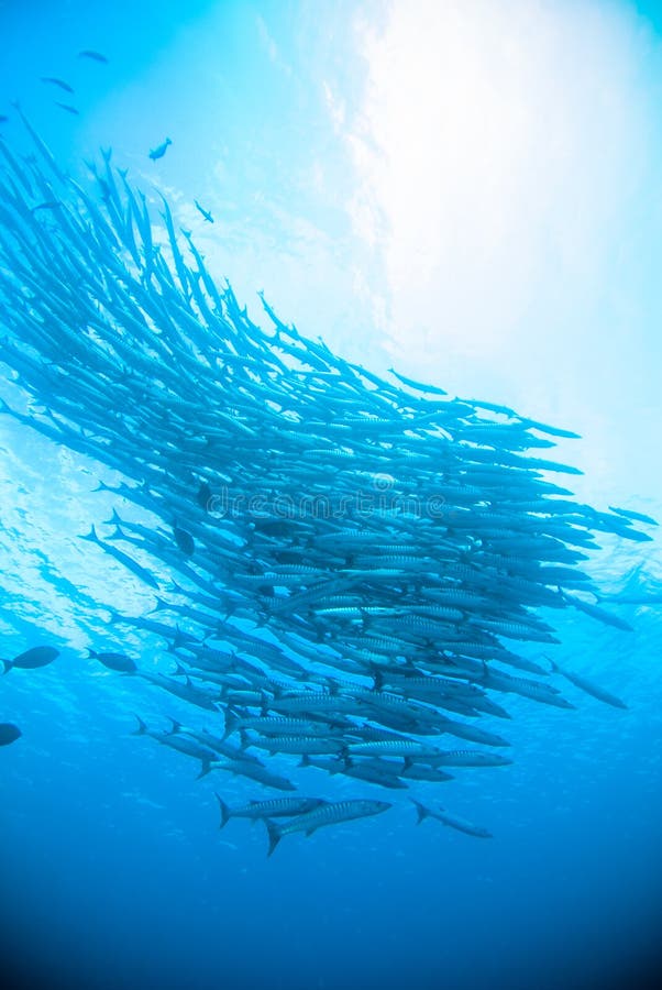 Enseñar pescados debajo de la barracuda azul del buceador del buceo con escafandra de Indonesia del océano imagenes de archivo Enseñar pescados debajo de la barracuda azul del buceador del buceo con escafandra de Indonesia del océano imagenes de archivo