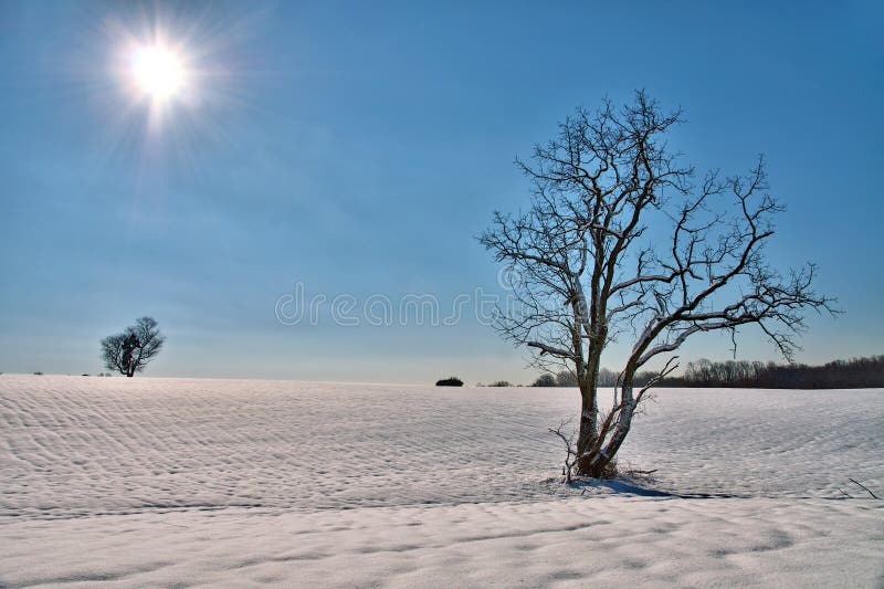 Ensligt träd i ett snöig fält arkivbilder