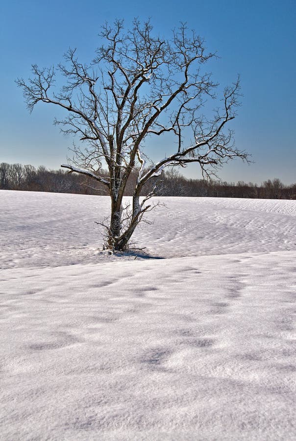 Ensligt träd i ett snöig fält royaltyfri fotografi