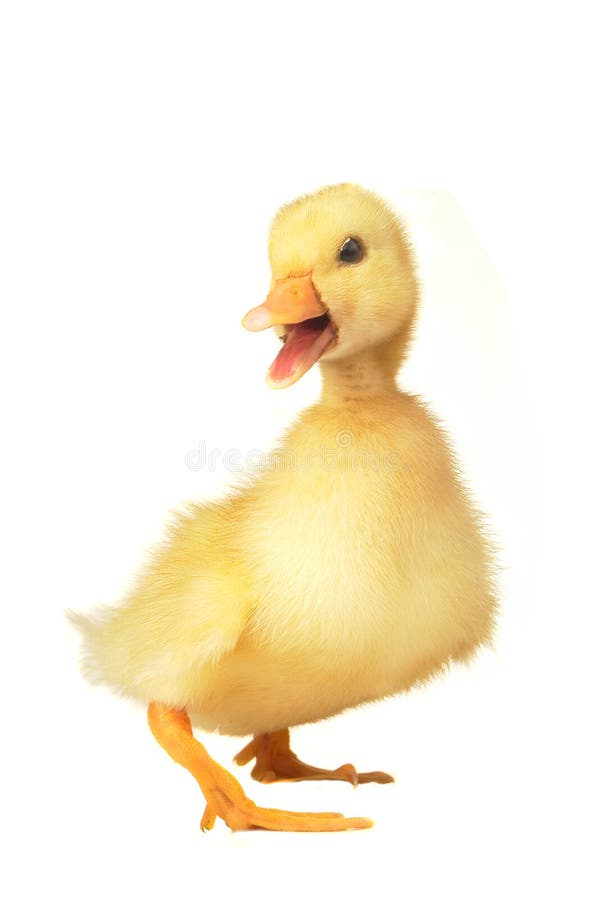 Ente stockbild