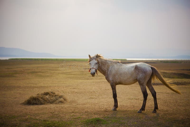 Ente completo del cavallo bianco che sta nel prato aperto immagini stock libere da diritti Ente completo del cavallo bianco che sta nel prato aperto immagini stock libere da diritti