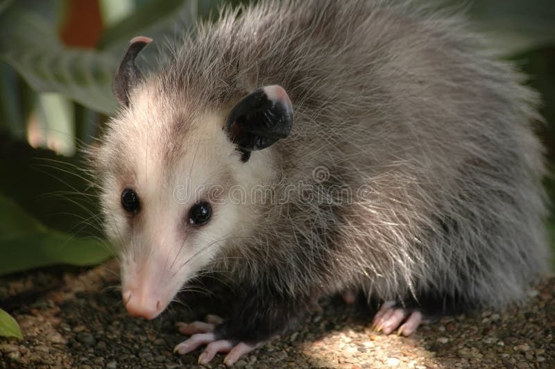 Ente completo dell'opossum