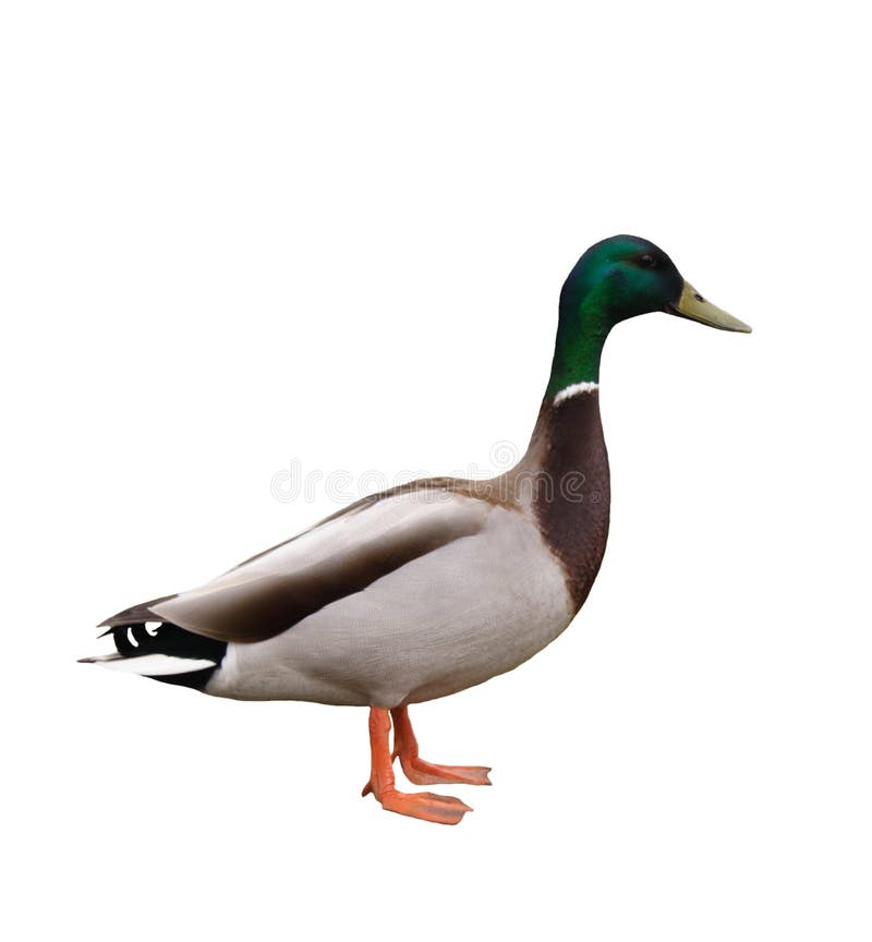 Ente getrennt lizenzfreies stockbild Ente getrennt lizenzfreies stockbild