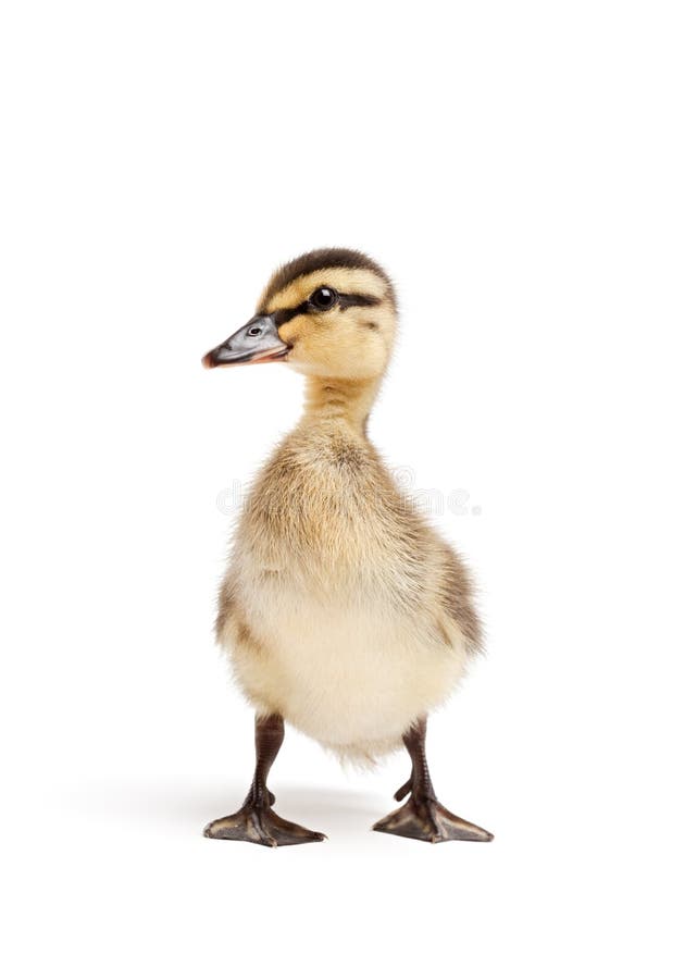 Ente getrennt auf Weiß stockbilder Ente getrennt auf Weiß stockbilder