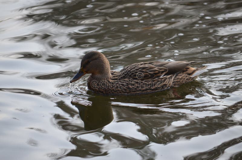 Ente im Teich stockfoto. Bild von ente, herbst, kräuselung 46623734