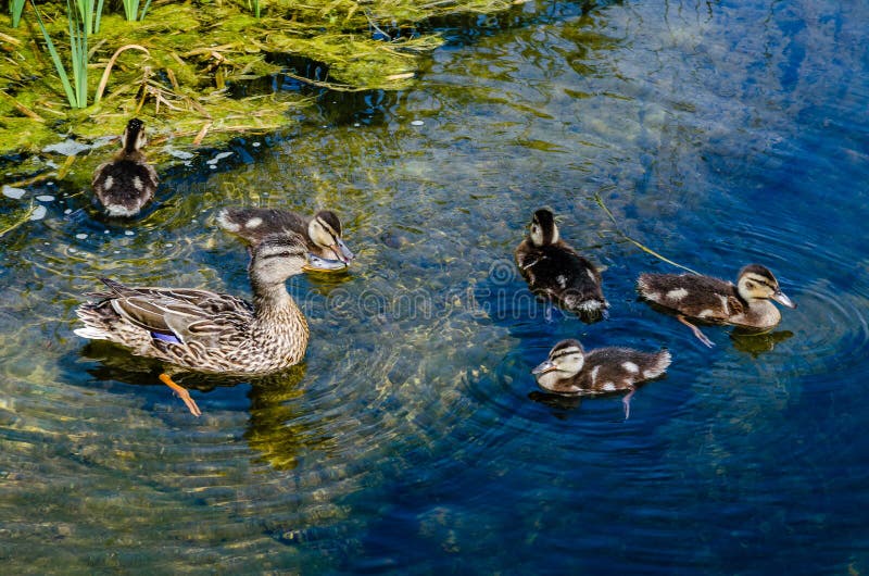 Eine Ente Mit Entlein Schwimmt in Einem Teich Enten, Die Im Teich