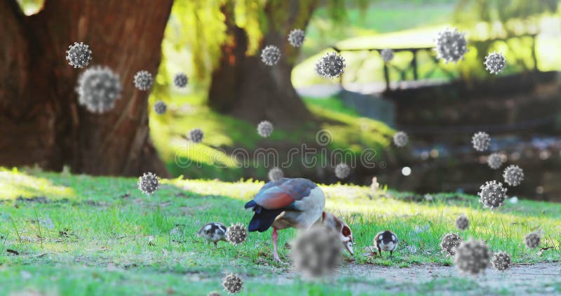 Ente mit Entenlingen, die im Park fressen, umgeben von schwimmenden Virenbildern vektor abbildung