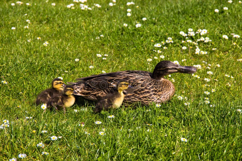 Junge Ente Mit Kresse — Rezepte Suchen