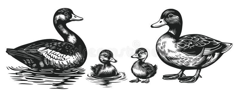 Ente, süße Enten und Drache. Schwimmen im Wasser. Entenfamilie. Farm- und Wildwandervogel. Stockjagd lizenzfreie abbildung