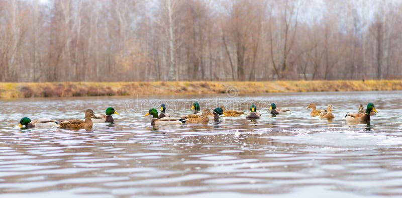 48+ Enten Aus Dem Teich, Die alarmierten einsatzkräfte rückten