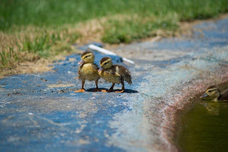 Enten Auf Dem Teich Kleine Entlein Stockbild Bild von sommer, enten