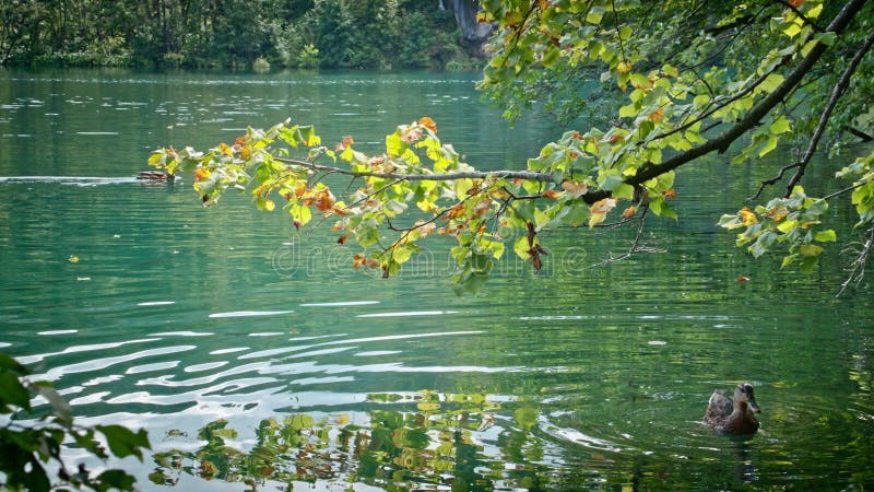 Enten auf den Plitvice Seen in Kroatien