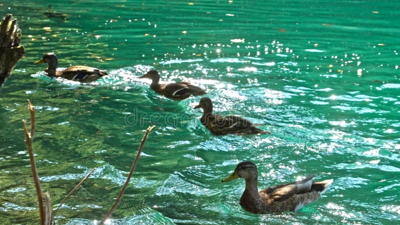 Enten auf den Plitvice Seen in Kroatien