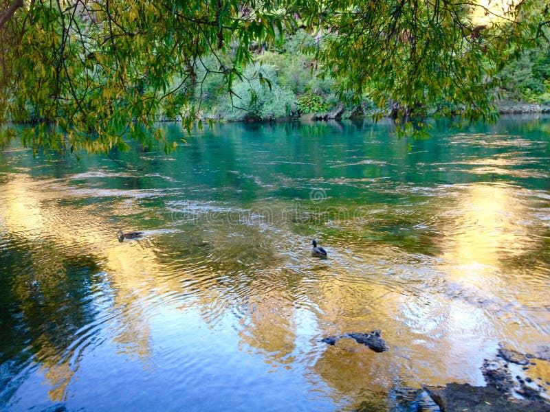 Enten, die blauen Nebenfluss des haarscharfen Aqua unter großen Bäumen schwimmen lizenzfreie stockfotos Enten, die blauen Nebenfluss des haarscharfen Aqua unter großen Bäumen schwimmen lizenzfreie stockfotos