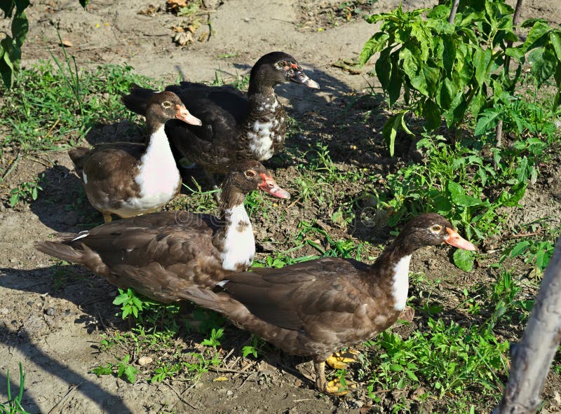 4 Enten Gefangen Gemuse Im Garten Essend Stockbild Bild Von