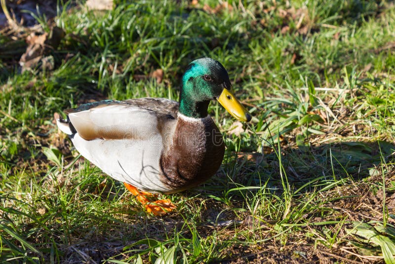 Enten genießen Flussufer am sonnigen Tag auf einer Dezember-Einführung lizenzfreies stockfoto Enten genießen Flussufer am sonnigen Tag auf einer Dezember-Einführung lizenzfreies stockfoto