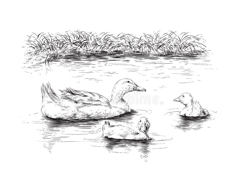 Enten- und Entenkunstkunstskizze lizenzfreie abbildung