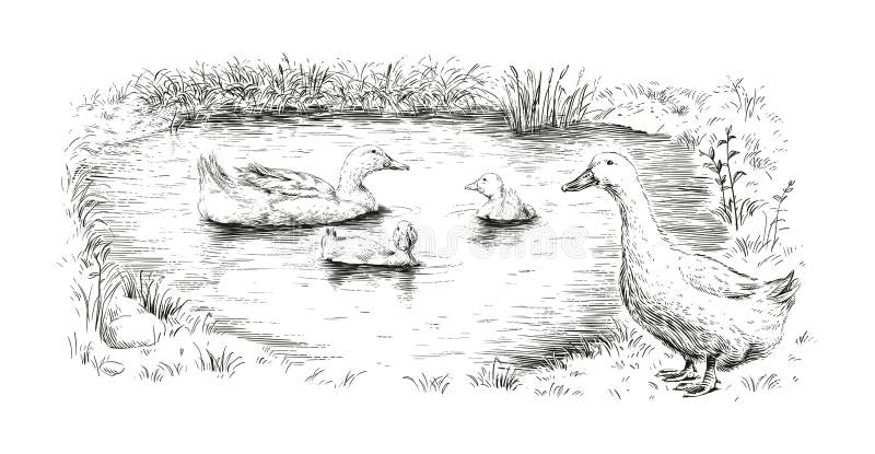 Enten- und Entenkunstkunstskizze vektor abbildung