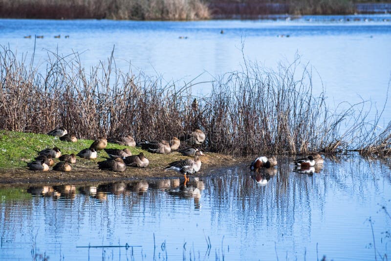 Enten und Gänse, die auf der Küstenlinie von einem Teich stillstehen stockfoto Enten und Gänse, die auf der Küstenlinie von einem Teich stillstehen stockfoto