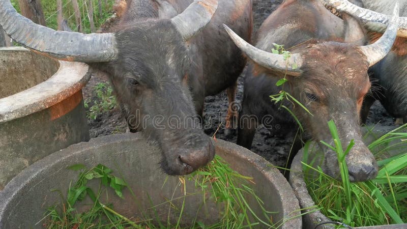 On entend parler des buffles d'eau asiatiques bubalus bubalis pâturant de l'herbe. clips vidéos