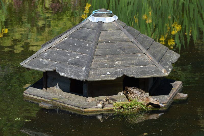 Entenhaus auf Teich stockbild. Bild von ente, teich, rund 93283257