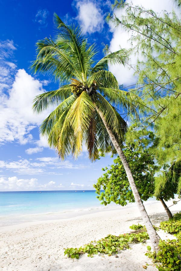 Enterprise Beach, Barbados, Caribbean Stock Image Image of outdoors