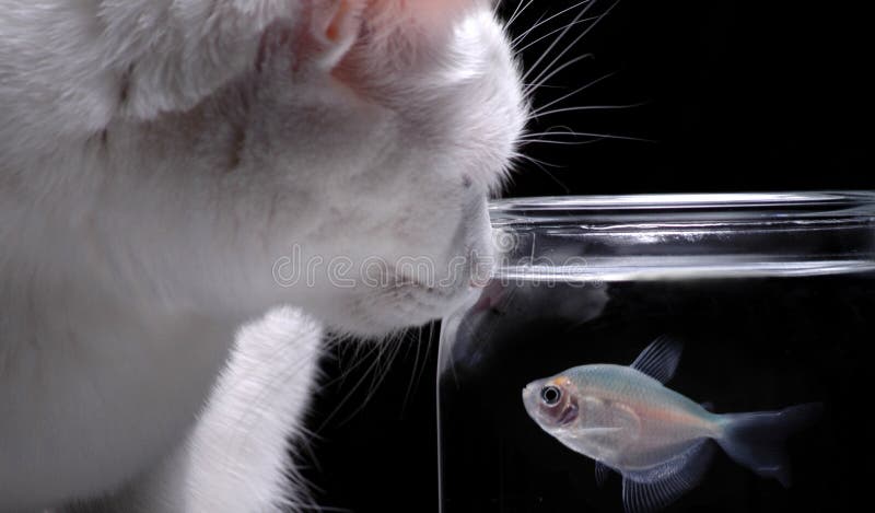 Cats Watch Fish Stock Photos Free Royalty Free Stock Photos from Dreamstime