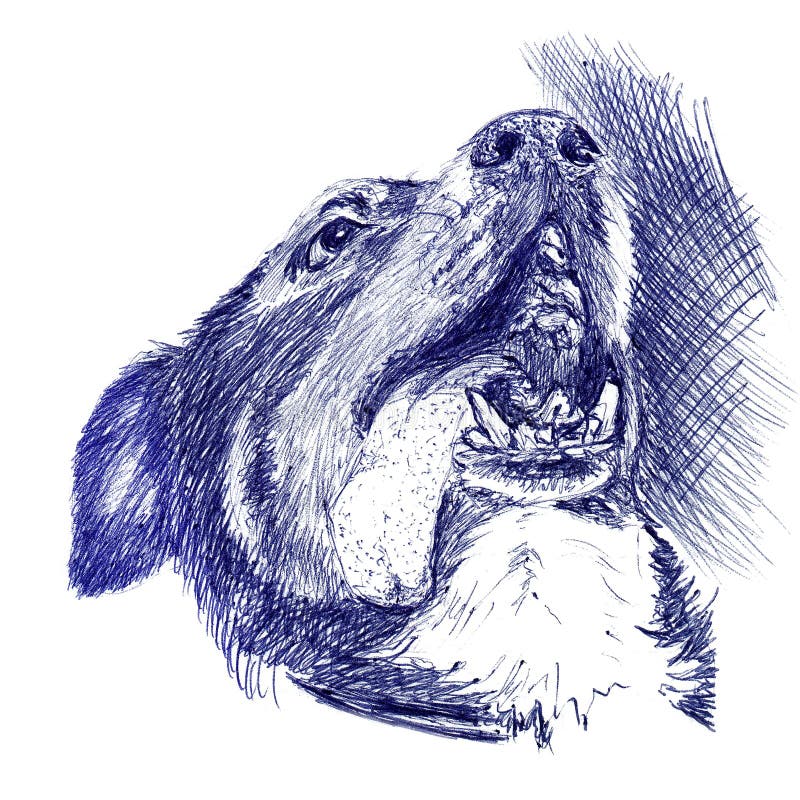 Entlebucher górski pies portrait closeup. szkic wykonany ręcznie z długopisem na papierze. izolowany na biało ilustracja wektor