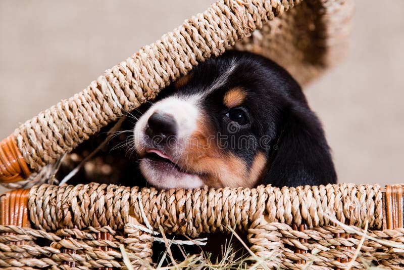 Entlebucher mountain dog puppy lies peeping out of the basket