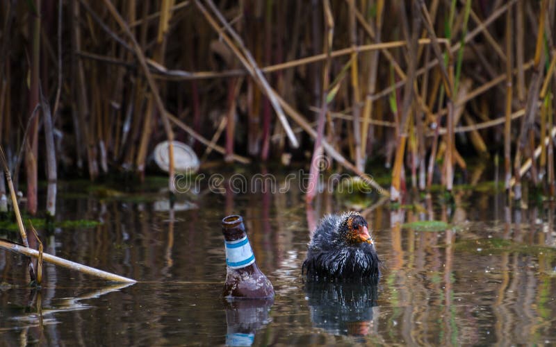 Entlein in einem Fluss voll des Abfalls Bierflasche und Aluminiumdose lizenzfreie stockfotografie Entlein in einem Fluss voll des Abfalls Bierflasche und Aluminiumdose lizenzfreie stockfotografie